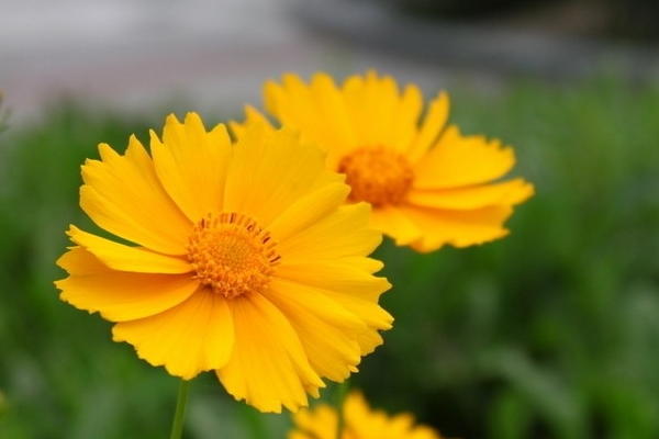 九月的花语是什么 朴实的矢车菊