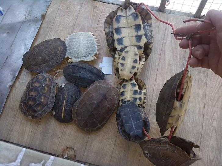 算卦的龟壳有讲究，算卦方法解析